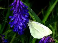 K1600_007.webp