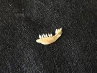 Mole Mandible.webp