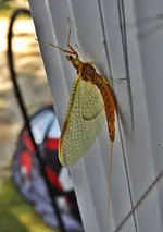 mayflie2.webp mayflie2.webp