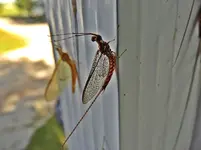 mayflie3.webp mayflie3.webp