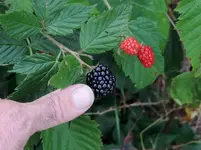 K1600_036.webp