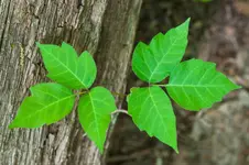 ivy poison ivy.webp