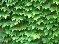 ivy 1 boston.webp