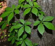 ivy 3 virginia creeper.webp