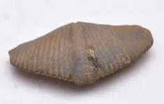 shell.webp shell.webp