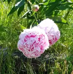 20180616_094954.webp