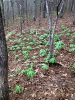 IMG_0206 (2).webp