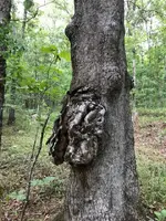 ImageUploadedByTreasureNet.com1531694608.640594.webp
