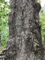 ImageUploadedByTreasureNet.com1531694624.591245.webp