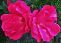 flowers 001.webp