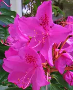 flowers 004.webp