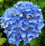 flowers 005.webp