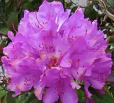 flowers 007.webp