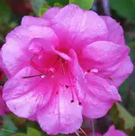 flowers 009.webp