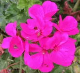 flowers 011.webp