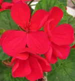 flowers 012.webp