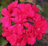 flowers 013.webp