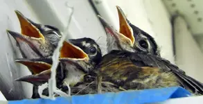 so hungry.webp