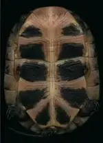 images (1).webp