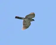 images35KDMX8B.webp