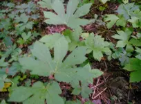 1095.webp