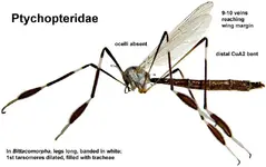 Bittacomorpha.webp