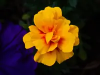 DSCN1924.webp