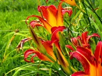 DSCN1934.webp