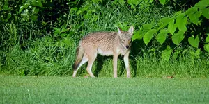 K1600_003.webp