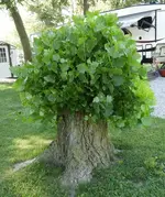 DSCN5264.webp