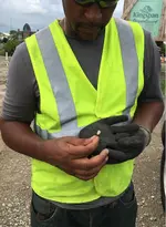 RFdetTooth1_7-24-18.webp