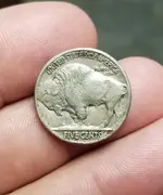buffalo1.webp