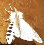 white moth 006.webp