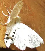 white moth 007.webp