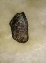 IMAG7793.webp