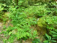 DSCN9480.webp