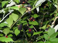 berries4.webp