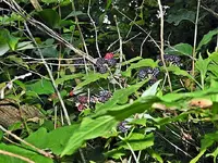 berries3.webp