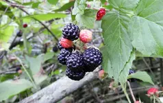 berries2.webp