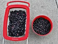berries1.webp