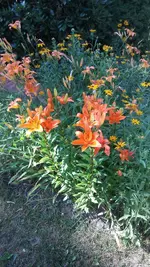 A Lily Garden.webp A Lily Garden.webp