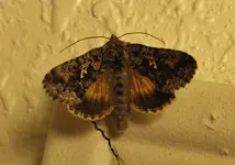moth and marinade 002.webp moth and marinade 002.webp