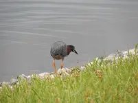 fishing1.webp