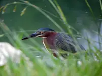 green herron1.webp green herron1.webp