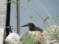 green herron2.webp green herron2.webp