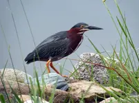 green herron3.webp