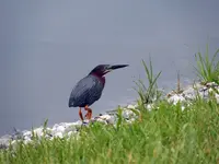 green herron4.webp green herron4.webp