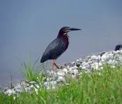 green herron5.webp green herron5.webp