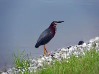 green herron6.webp green herron6.webp