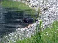 green herron7.webp green herron7.webp